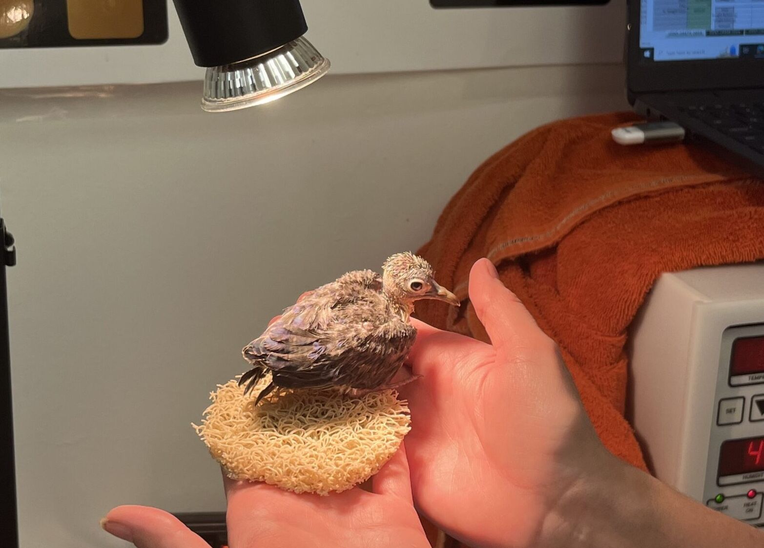 Hatch of the day: Meet Lincoln Park Zoo’s adorable Jambu fruit dove duo